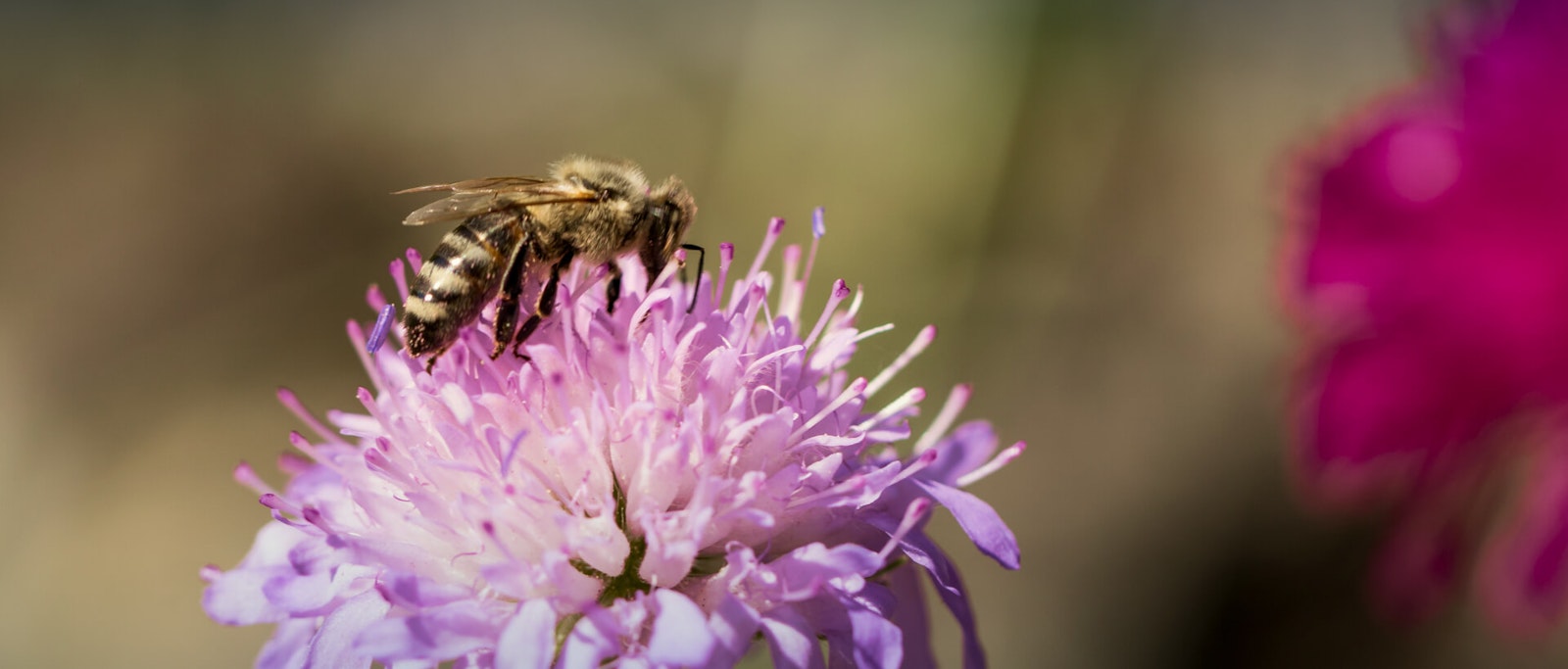 header_weltbienentag Biene auf Blume