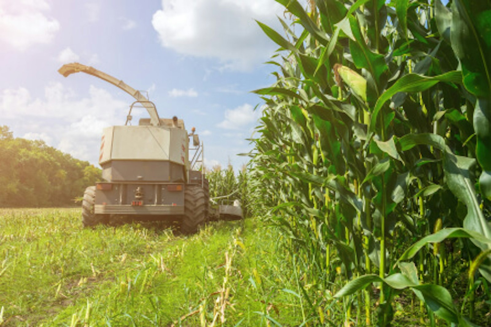 biogasanlage-maehdrescher.jpg Mähdrescher. Dieses Bild zeigt einen Mähdrescher bei der Arbeit.