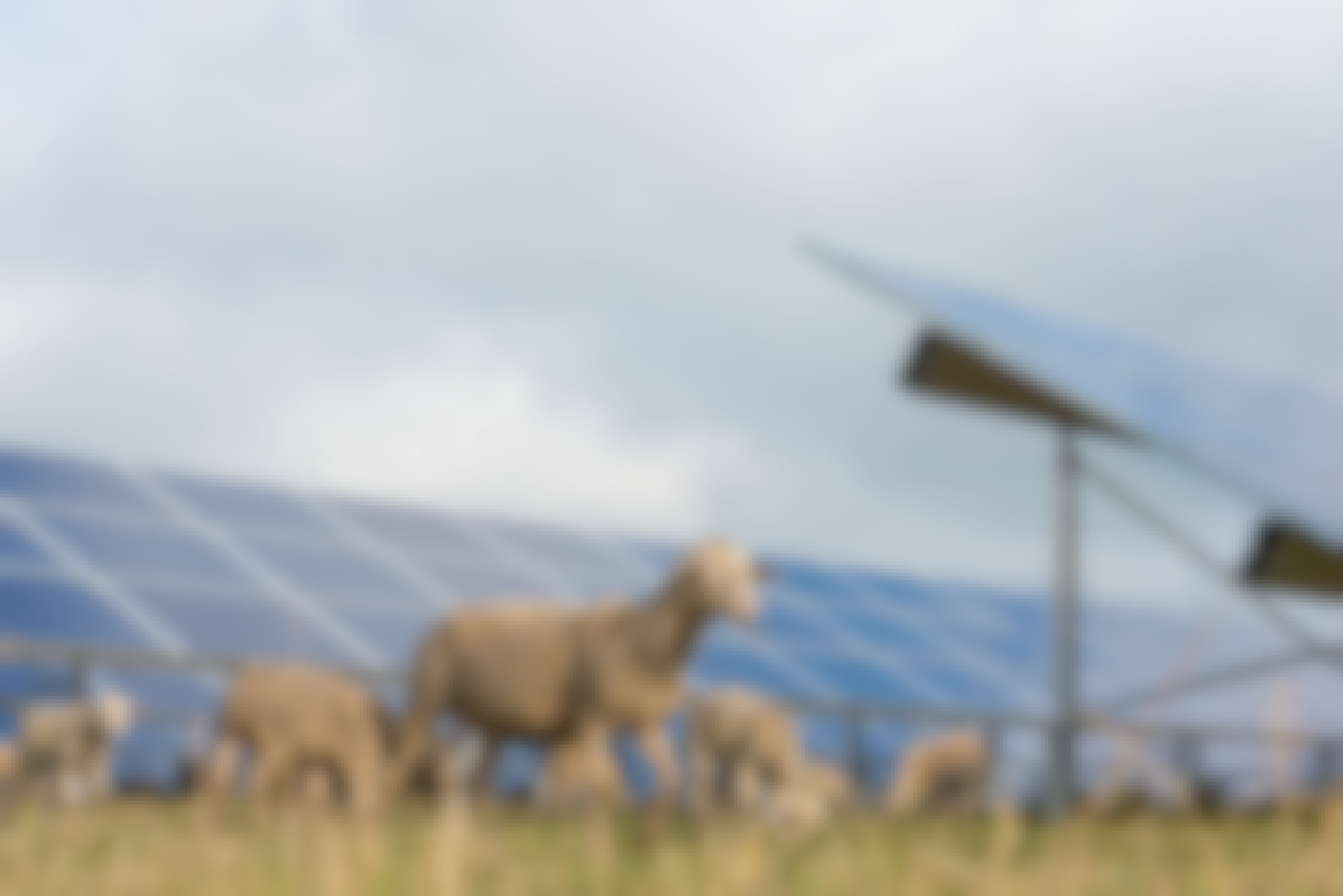 Photovoltaik und Schafe