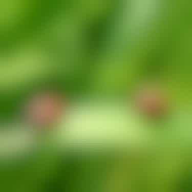 Marienkäfer fressen Blattläuse und ersetzen somit Schädlingsbekämpfungsmittel. Das Bild zeigt einen Marienkäfer auf einem Grashalm.